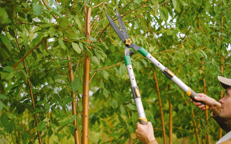 Tree trimming in Urbandale, IA