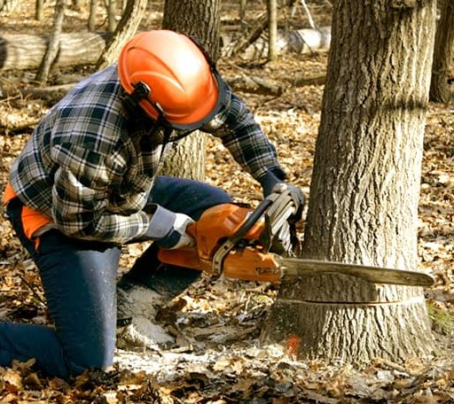 Tree Removal in Urbandale, IA